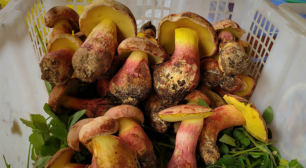 The Mushroom That Makes People See Tiny Humans: Inside the Mystery of Lanmaoa asiatica