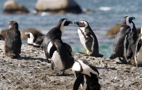 African Penguins on the Brink: Inside the Fight to Save a Species from Starvation and Collapse